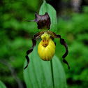 Small Yellow Lady's Slipper