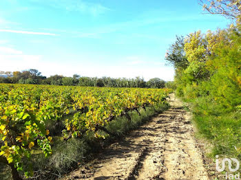 terrain à Sigean (11)