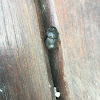 African black beetle