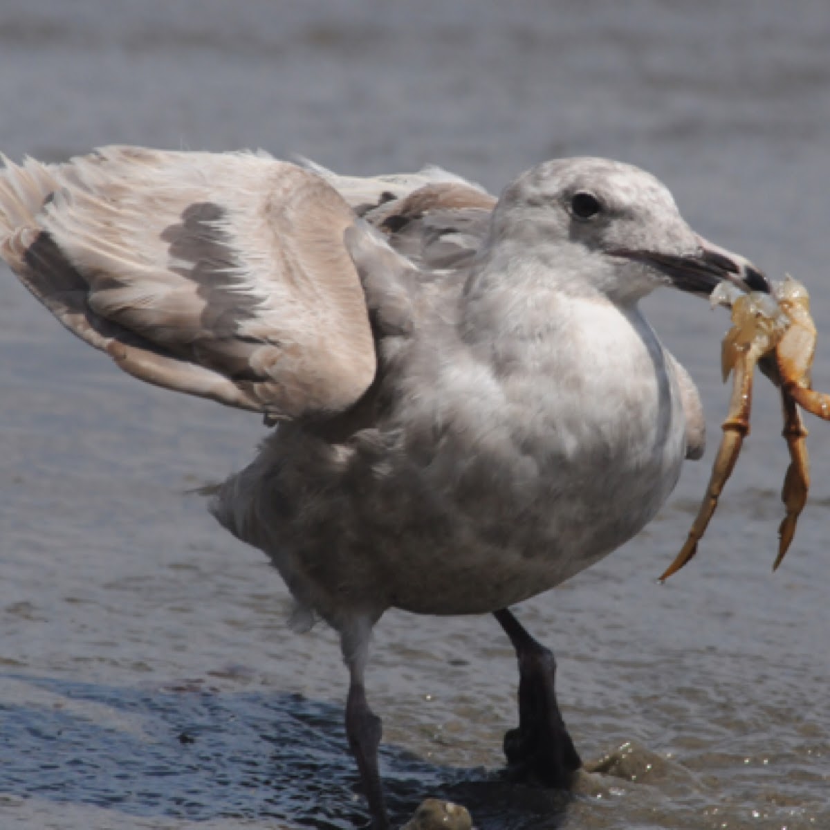 Glaucous-winged Gull