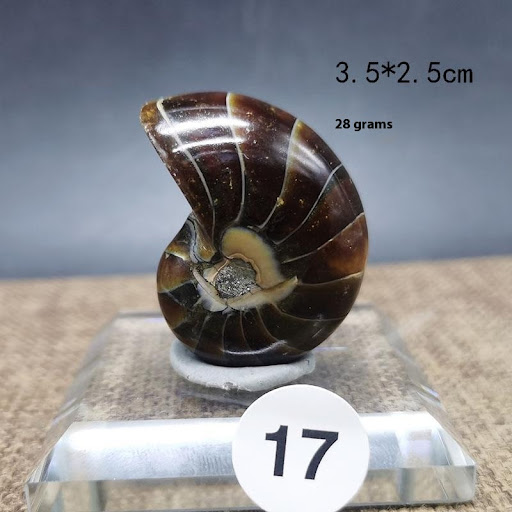 Title 4, Natural Antique Snail Fossils Ornaments Playing...