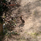 Eastern Cottontail