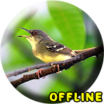 Cover Image of Herunterladen Suara Burung Ciblek Gacor MP3 1.0.1 APK