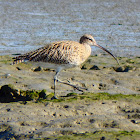 Eurasian curlew