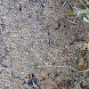 Ants and ant eggs