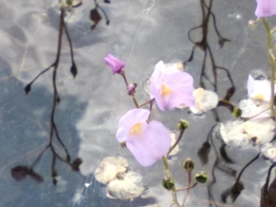 Punctuated Bladderwort