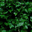Glossy green leaves