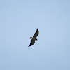 White-tailed hawk