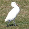 Cattle Egret