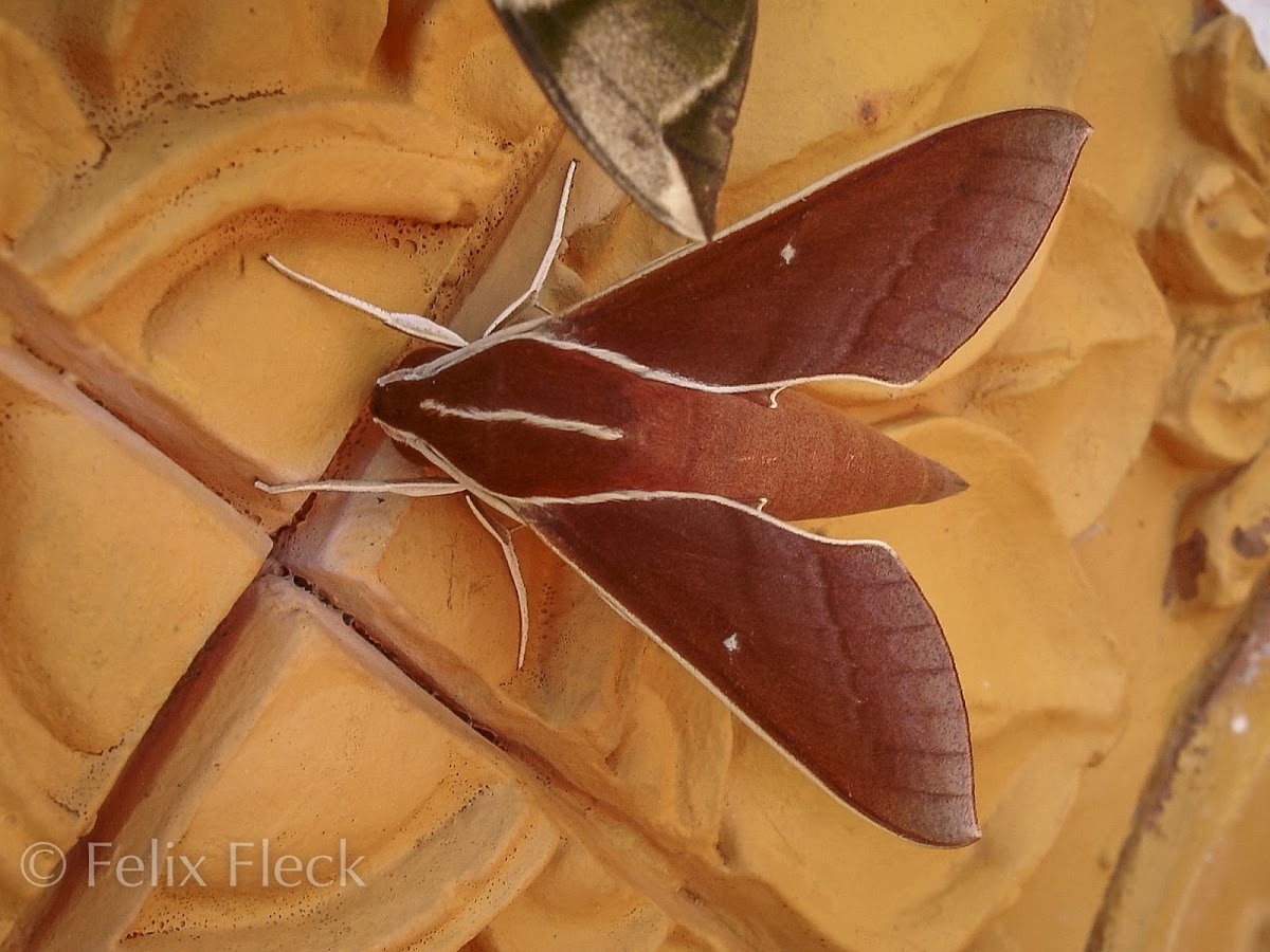 White-edged Hunter Hawkmoth