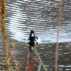 Ring-necked Duck