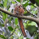 Townsend's chipmunk