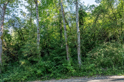 Wooded land with trees and dense vegetation - Land purchase in Portland