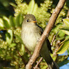 Willow Flycatcher