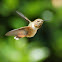 Allen's Hummingbird