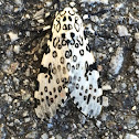 Giant leopard moth