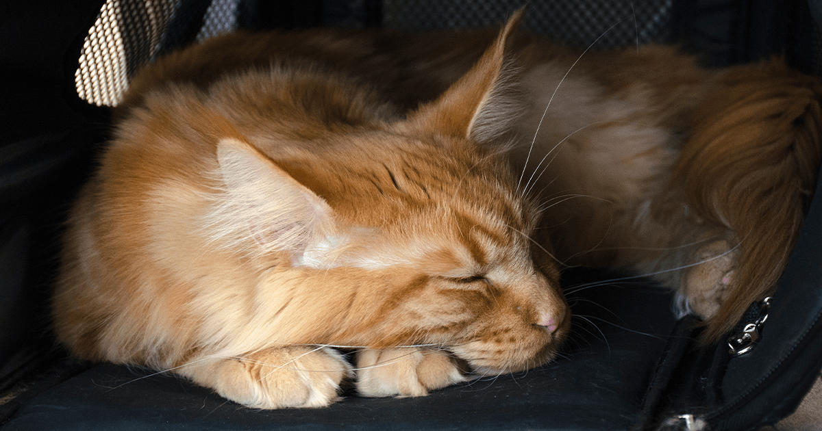 ginger cat asleep in carrier