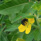 Southern carpenter bee