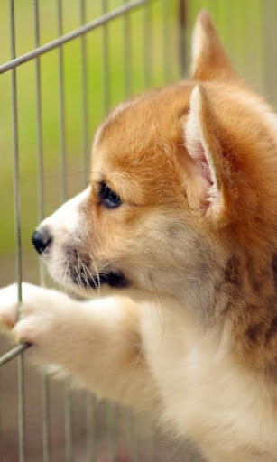 Puppies and Dogs Cute Wallpapers Every day