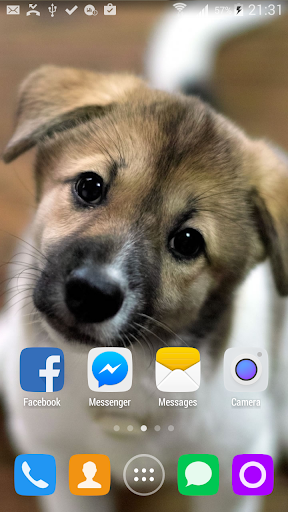 Cute Puppys HD Live Wallpaper