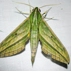 Hawk-moth