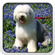 Old English Sheepdog Theme  Icon