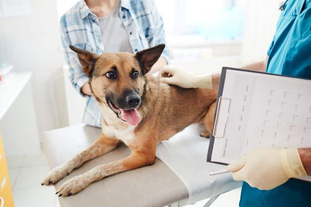 The best pet insurance providers of 2023 – betterpet