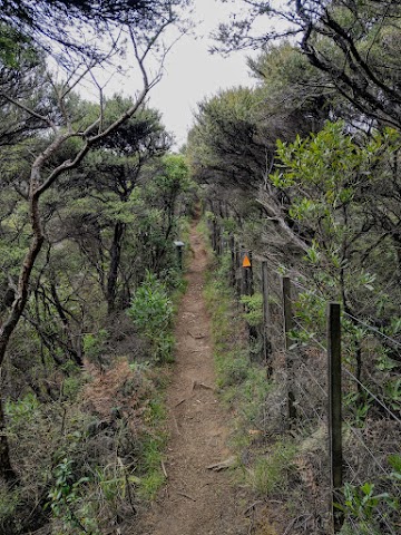 Mount Karioi Trailhead starting point