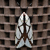 Banded Tiger Moth