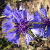 Cornflower