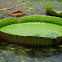 Queen Victoria's water lily