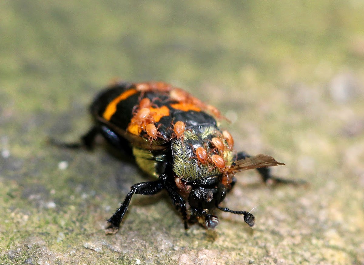 Tomentose Burying Beetle (with Phoretic Mites)