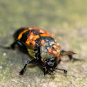 Tomentose Burying Beetle (with Phoretic Mites)
