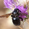 Violet Carpenter Bee; Abejorro Carpintero