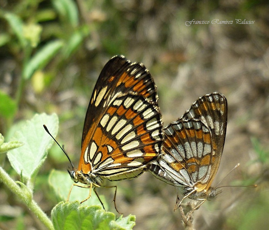 Theona Checkerspot