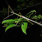 Stick Insect, Phasmid - Male