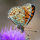 Niobe Fritillary; Niobe