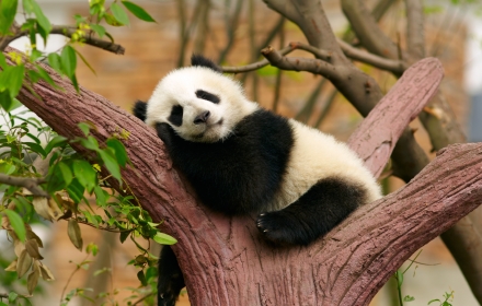 Panda chrome extension