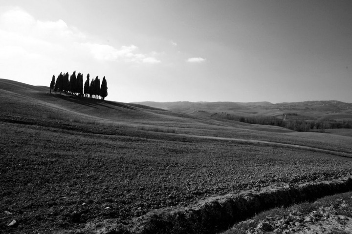 I cipressi di andrea minoli