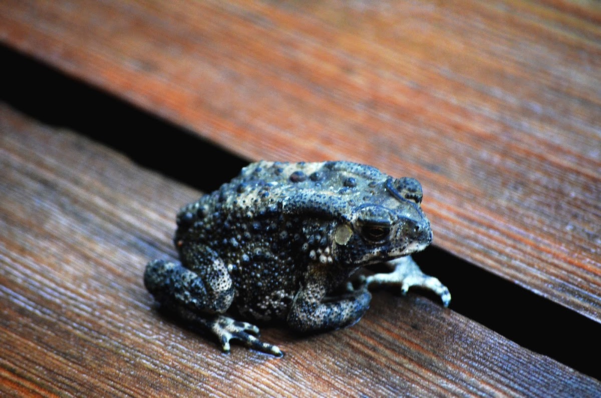 Asian common toad