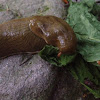 Pacific banana slug