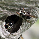 Bald-faced Hornet (Nest)