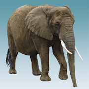 Elephant sounds  Icon