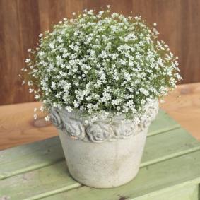 Image result for gypsophila gypsy white