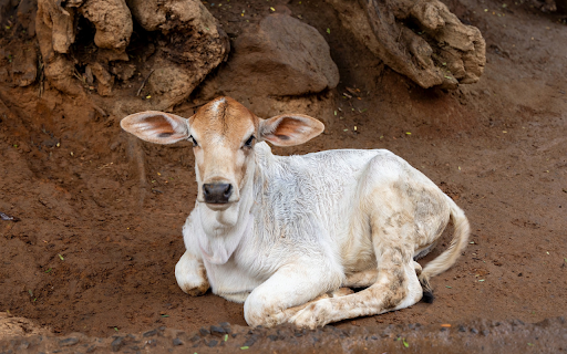 White calf screenshot 1