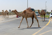 In the UAE, camels always get the right of way.