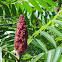 Staghorn sumac