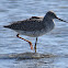 Greater yellowlegs