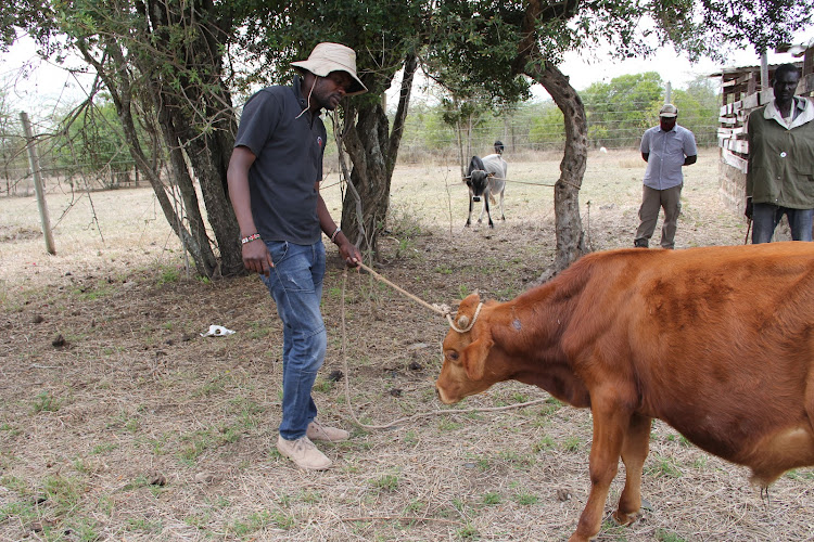 Edward Kiloku holding one his cows that was injured by lions on Tuesday morning at Mukima village in Laikipia North.