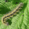 Small tortoiseshell catepillar